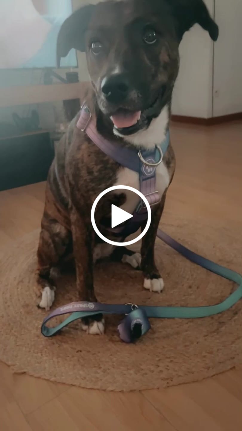 Customer video review of Leash and Poop Bag Holder Set