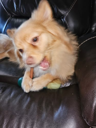 Customer photo review of 6 Inch Standard Bully Stick