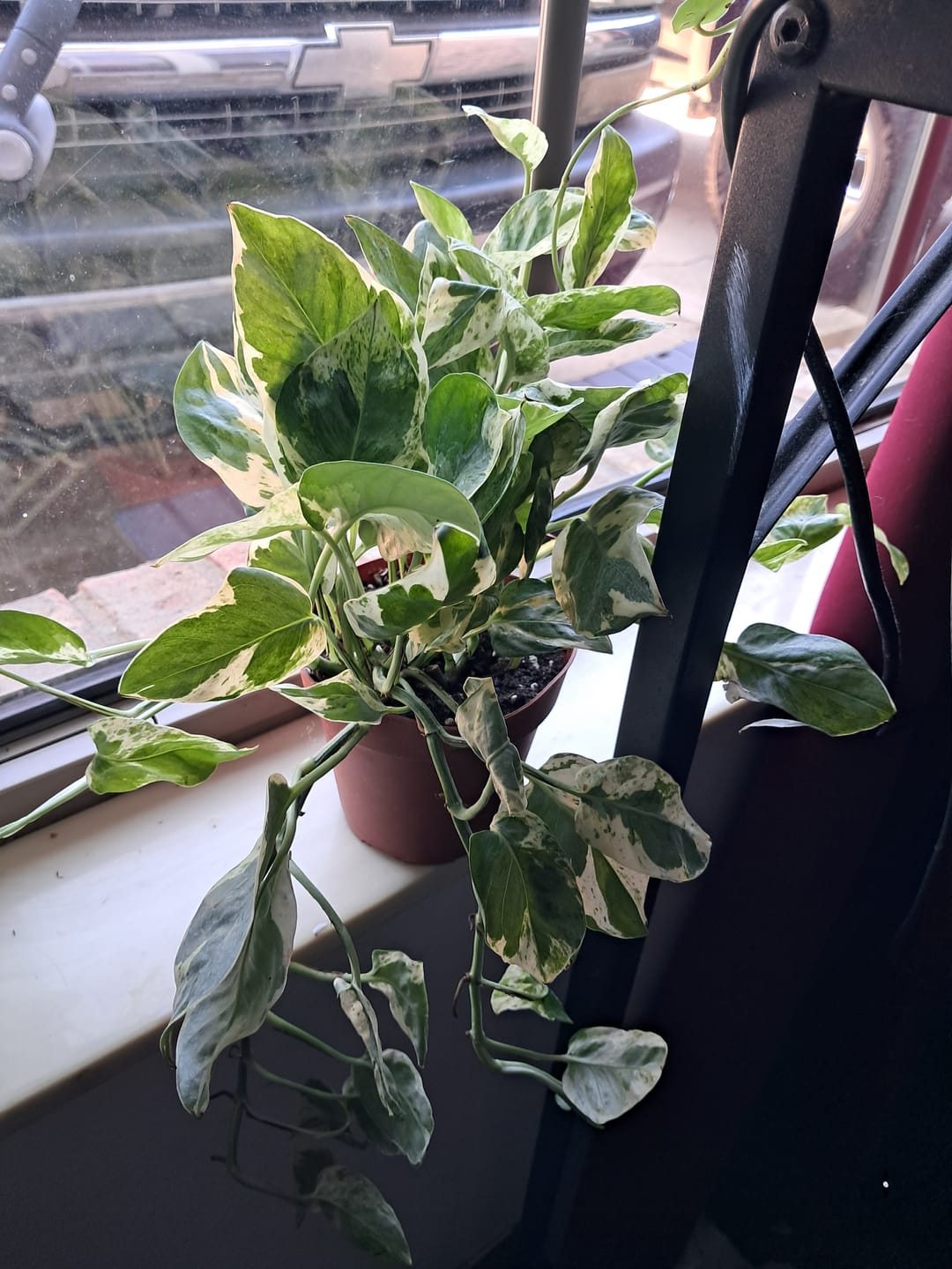 Customer photo review of Pothos Epipremnum aureum 'Pearls and Jade'