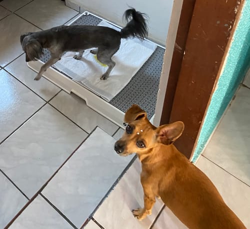 Customer photo review of Weasy Bag