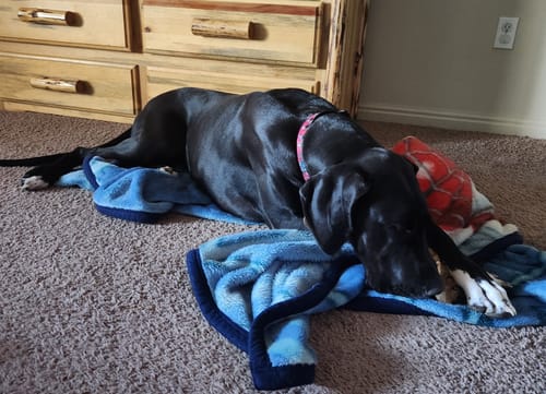 Customer photo review of 6 Inch Beef Trachea