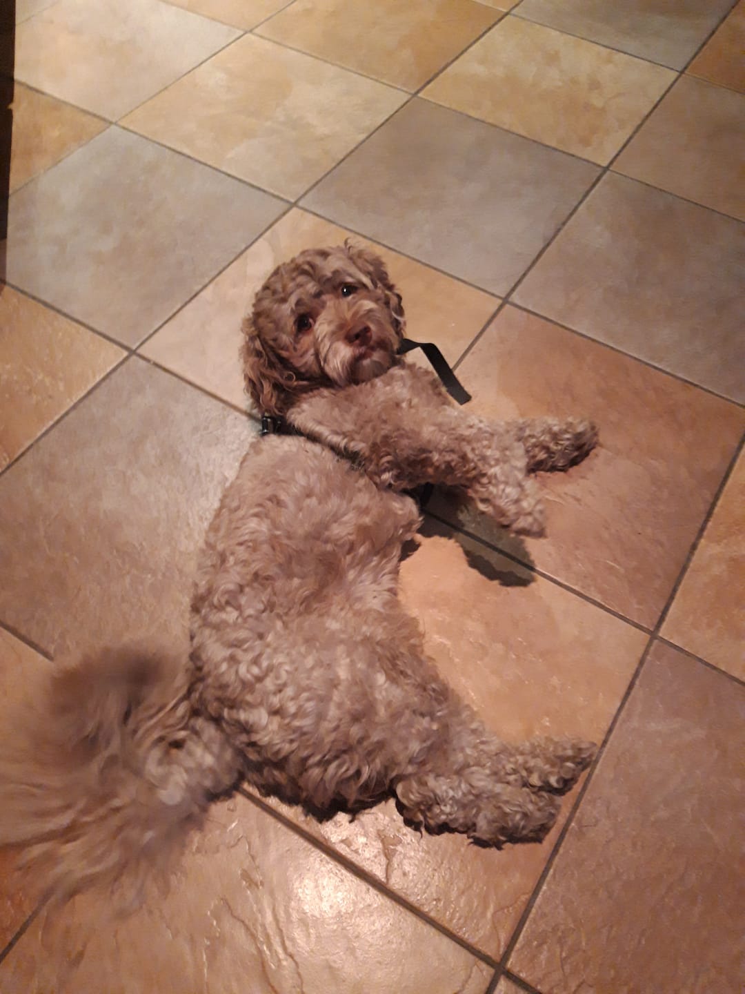 Customer photo review of Anti Bark Training Collar