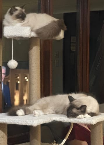 Customer photo review of 3 Month Supply - 2 Cats