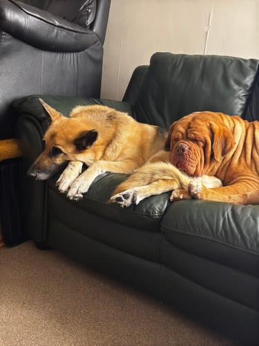 Customer photo review of Dog Shampoo Spraygun