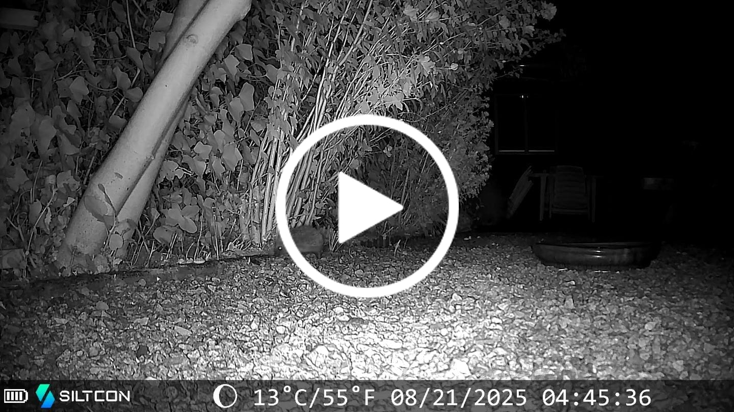 Customer video review of Siltcon® Wildcamera Nachtzicht en wifi 4K
