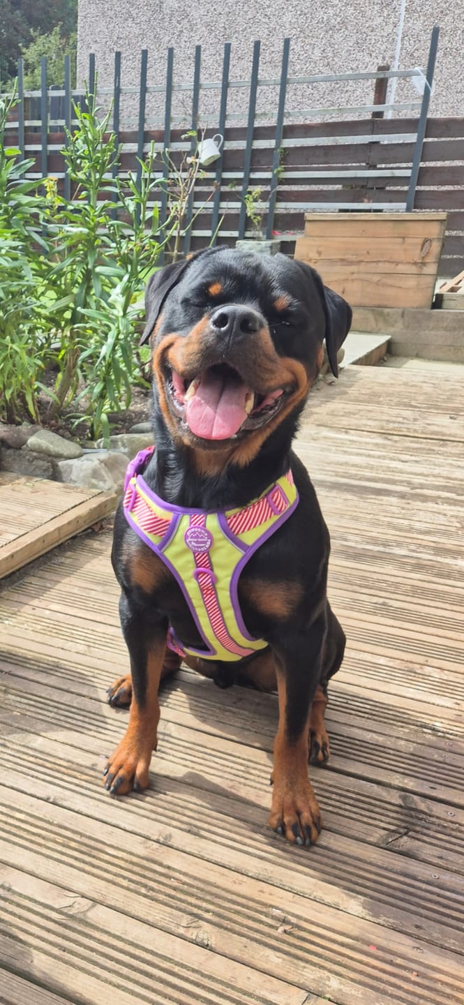 Customer photo review of Disney© Tough Trails™ Harness - Buzz Lightyear