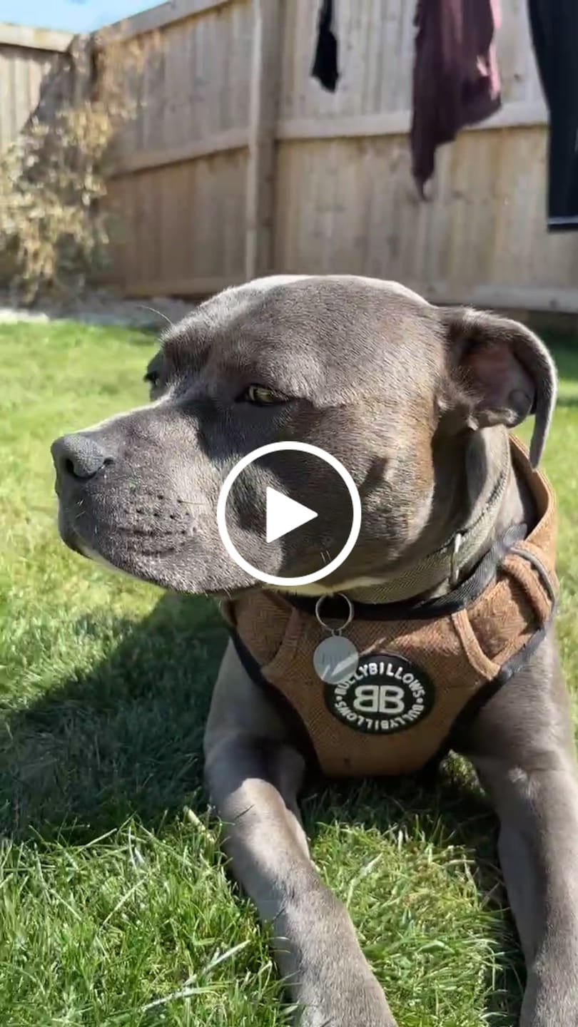 Customer video review of Premium Comfort Herringbone Harness | Non Restrictive - Classic Tan