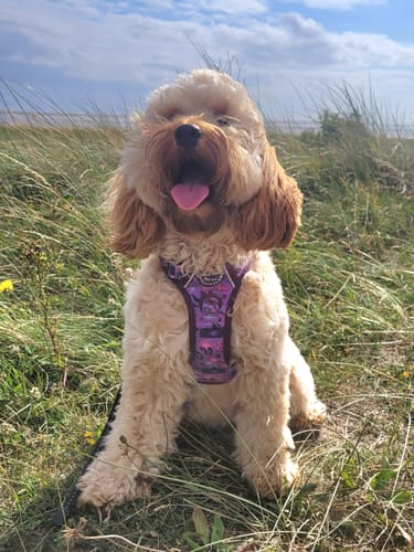 Customer photo review of Tough Trails™ Harness - Roaming Wild