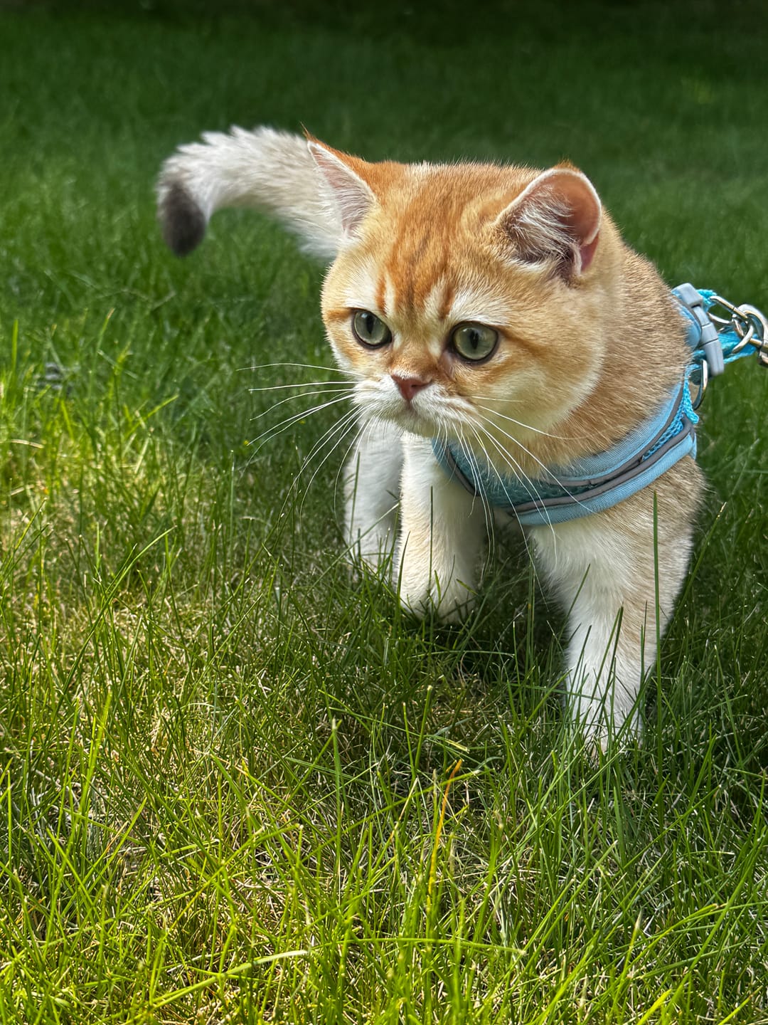 Customer photo review of Explorer Harness | Less boredom. More discovery. A better life for your indoor cat.