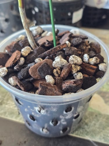 Kien L. review photo — crucifix orchids in Orchiata bark