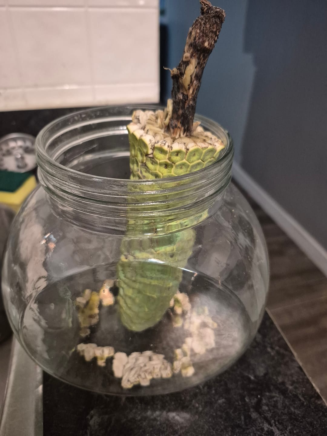 Customer photo review of Monstera Deliciosa *Pre-Order*