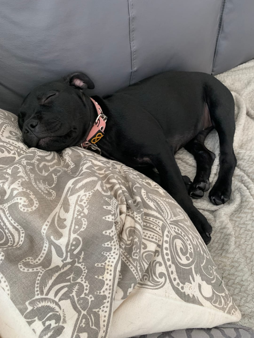 Customer photo review of Staffordshire Bull Terrier 1935® Puppy Collar & Leash Set - Baby Pink