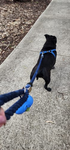 Customer photo review of Eco-Friendly Dog Leads