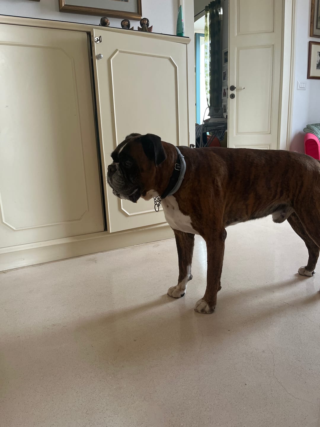 Customer photo review of THERFIBRE  500g - Per il benessere intestinale nel cane e nel gatto