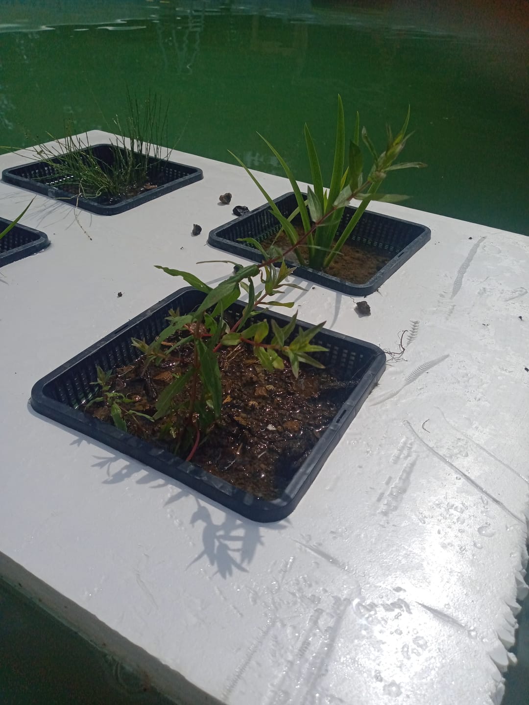Customer photo review of LYTHRUM SALICARlA (Salcerella)