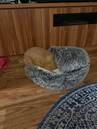 Customer photo review of PaWz Pet Cave Dog Bed - Removable Cover