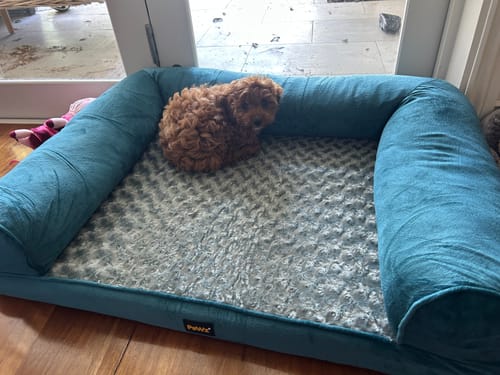 Customer photo review of Premium Pet Sofa Bed