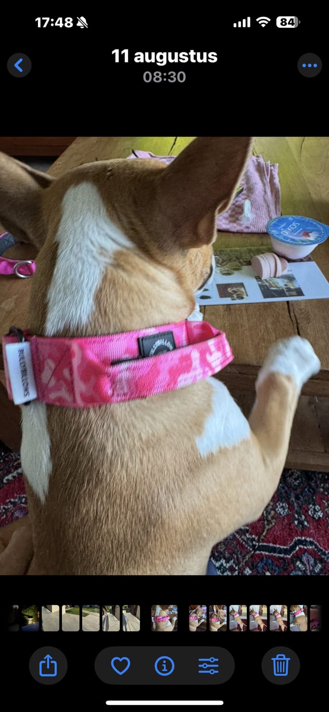Customer photo review of 4cm Combat® Collar | Handle & Rated Clip - Bubblegum