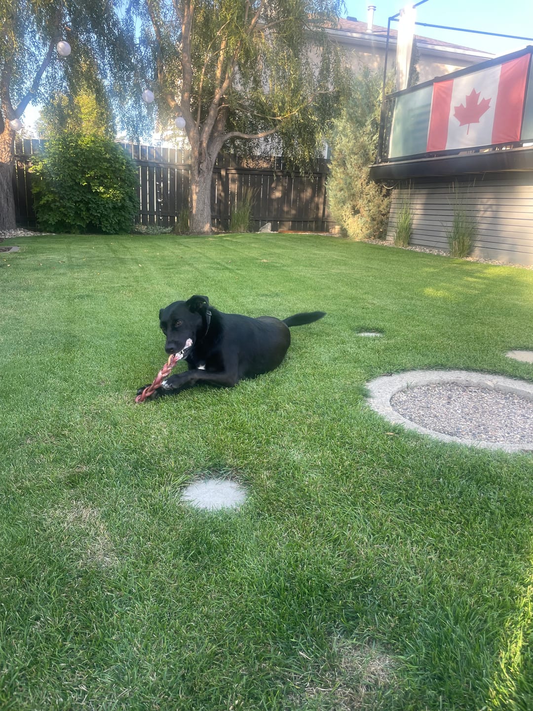 Customer photo review of 12 Inch Monster Braided Bully Stick