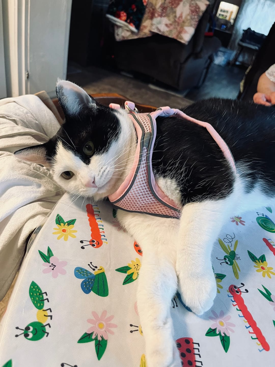Customer photo review of Explorer Harness | Less boredom. More discovery. A better life for your indoor cat.