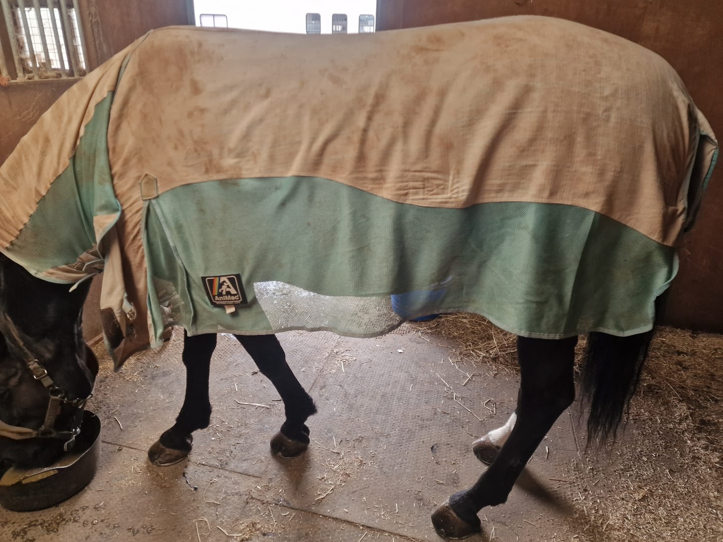 Customer photo review of Allrounder Fly Rug Combo