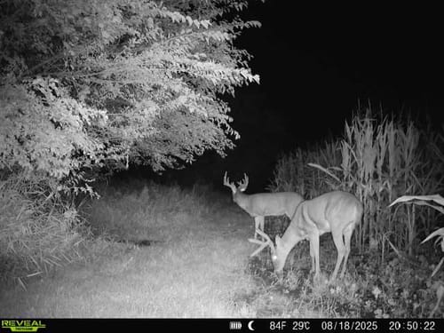 Customer photo review of Glyphosate Tolerant Wildlife Seed Corn