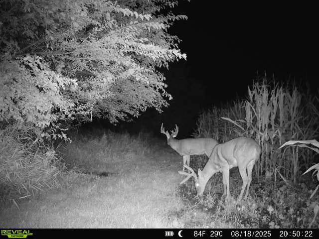 Customer photo review of Glyphosate Tolerant Wildlife Seed Corn