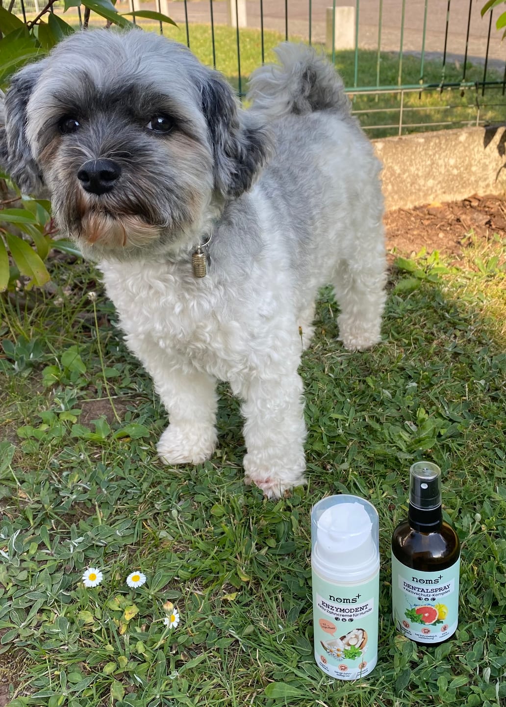 Customer photo review of Enzymodent: Enzymatische Zahnpasta für Hunde mit natürlicher Pflege- und Präventionsformel