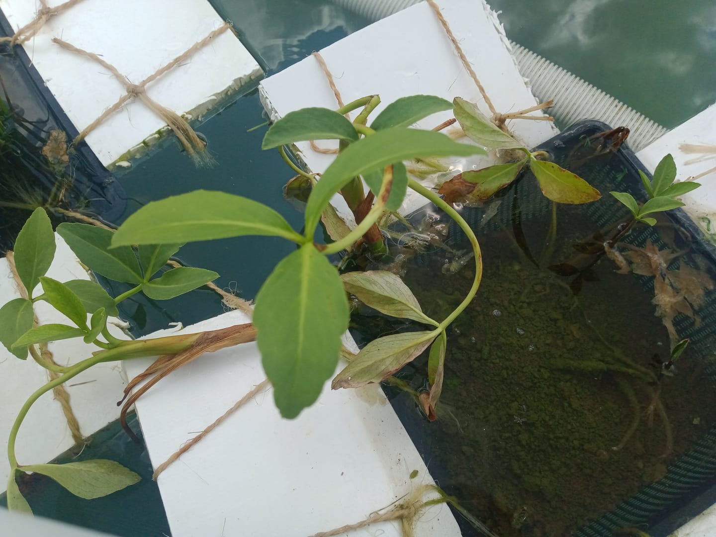 Customer photo review of MENYANTHES TRIFOLIATA