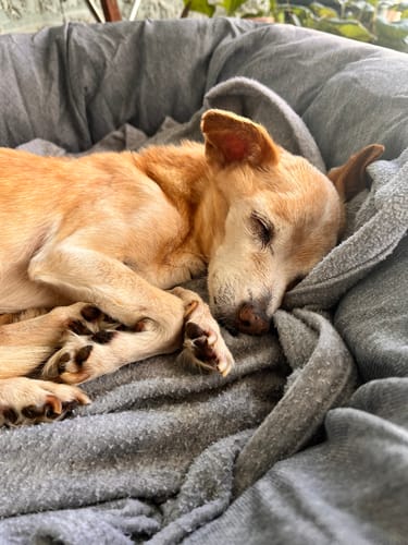 Customer photo review of Cama Antiestrés para Perros Lino