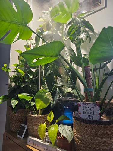 Customer photo review of Pianta Grow Light and Enna Plug-in Ceiling Pendant Bundle