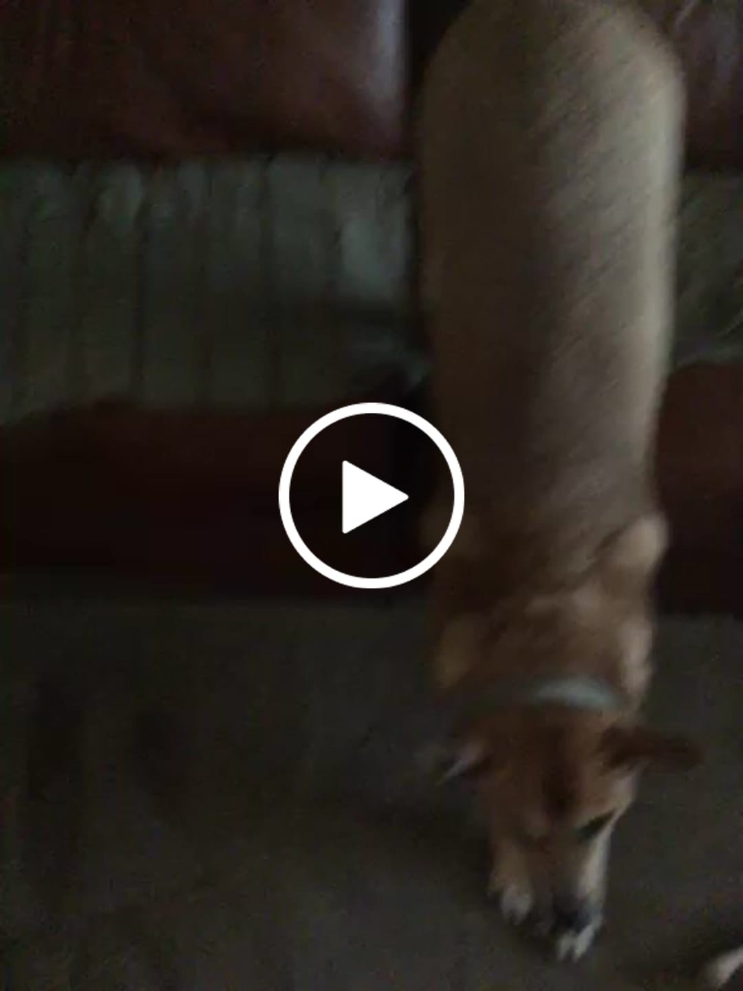 Customer video review of 6 Inch Hand Selected Standard Bully Sticks