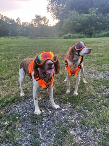 Customer photo review of NEW Upgraded Tactical No-Pull Team K9™ Dog Harness with 4 Quick-Release Metal Buckles, Reinforced Front & Back D-Rings, Hook & Loop Panels, Adjustable Straps, Reflective Strips, & Top Handle