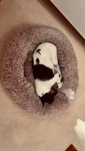 Customer photo review of Puppery Hundebett Wolke 7 - Das Original