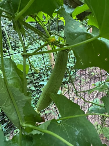 Customer photo review of Luffa Gourd
