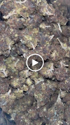 Customer video review of Cheap THCA Flower Half Pound