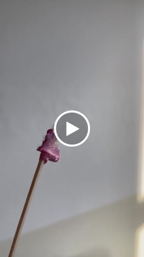 Customer video review of Plumeria Hard Wax 1kg