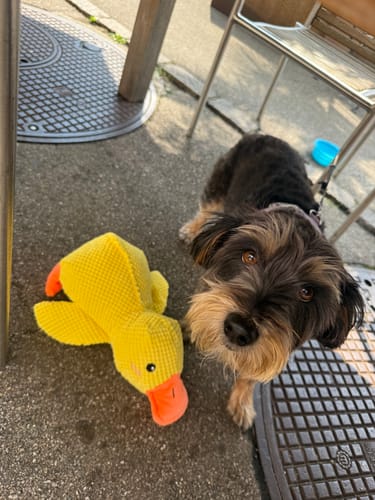 Customer photo review of Anti-Stress Ente