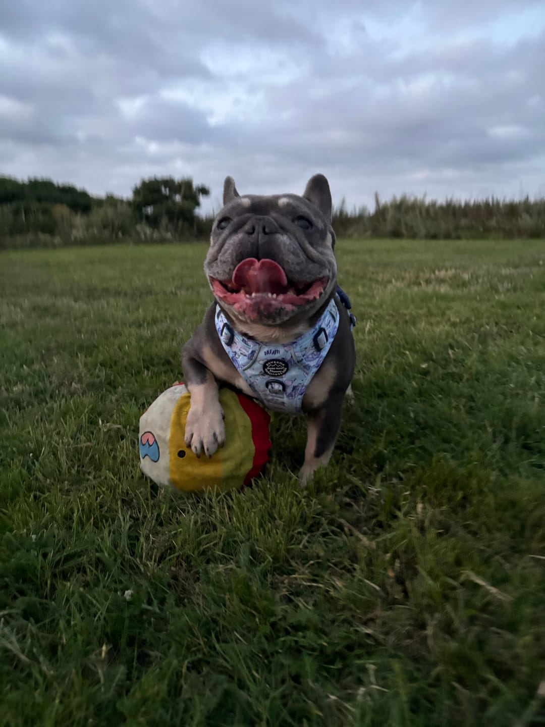 Customer photo review of Disney© Tough Trails™ Harness - Eeyore
