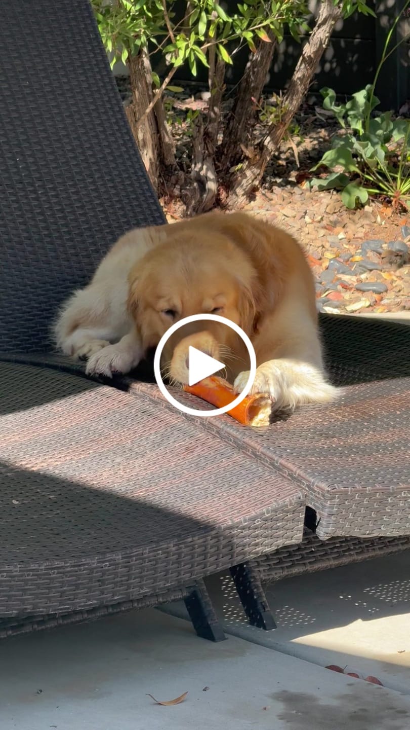 Customer video review of Smoked Beef Marrow Bone
