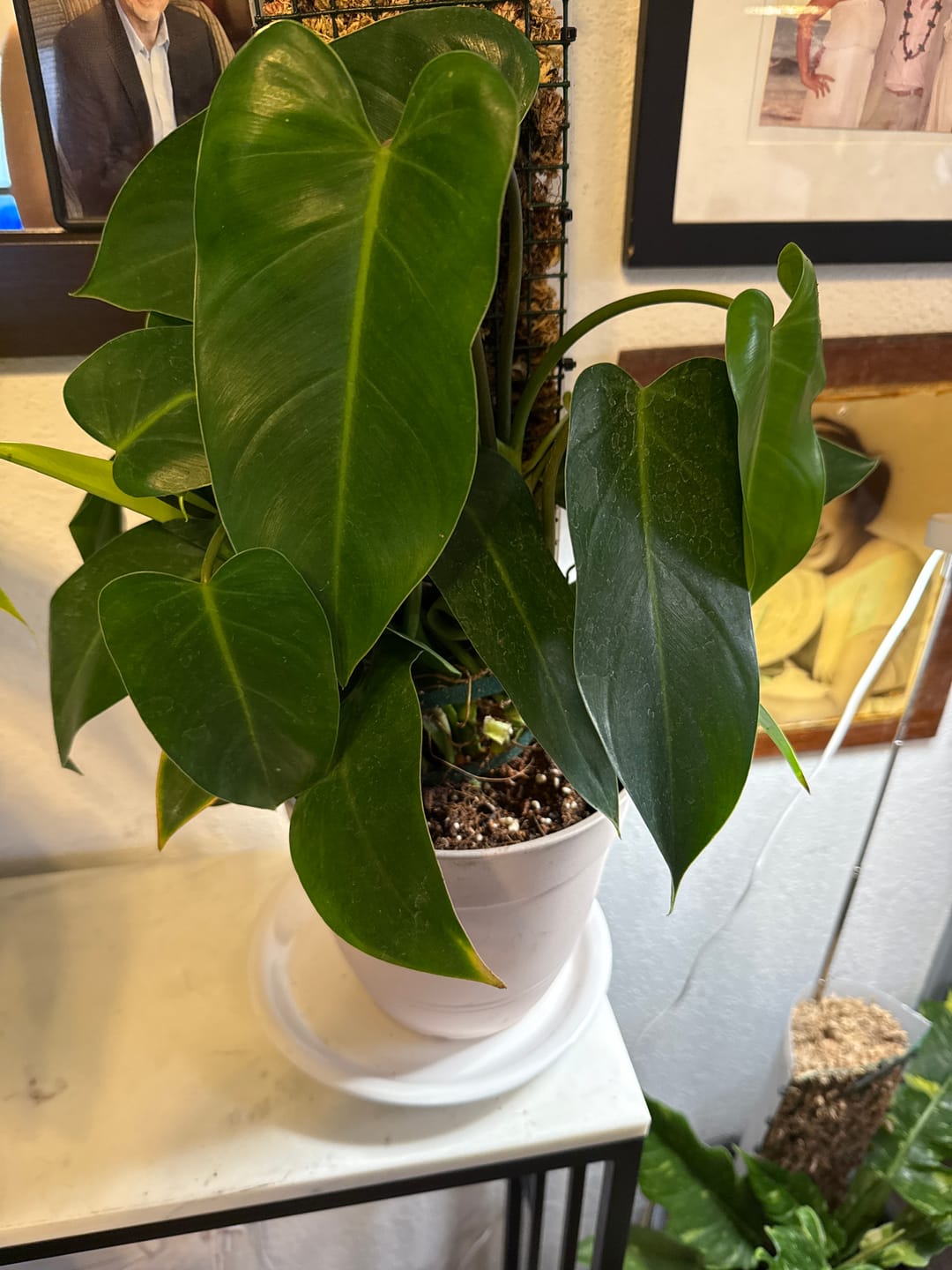 Customer photo review of Philodendron 'Emerald Queen'