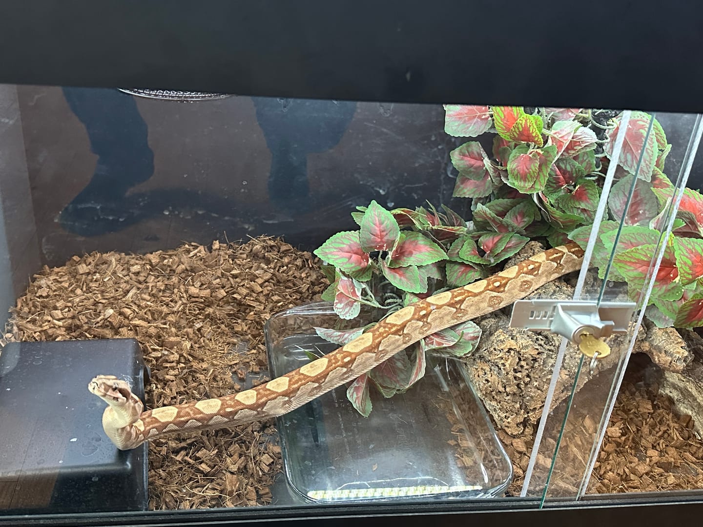 Customer photo review of 48"x24"x24" / 4'x2'x2' Premium PVC Reptile Enclosure