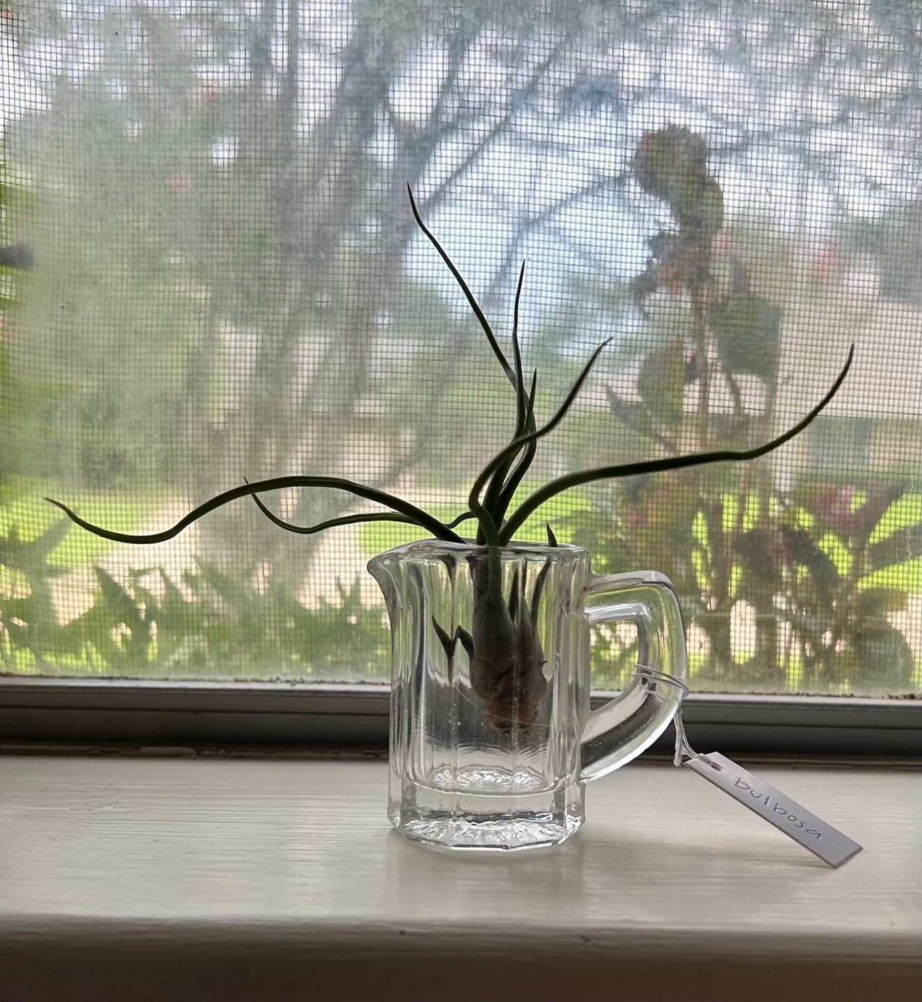 Customer photo review of Bulbosa