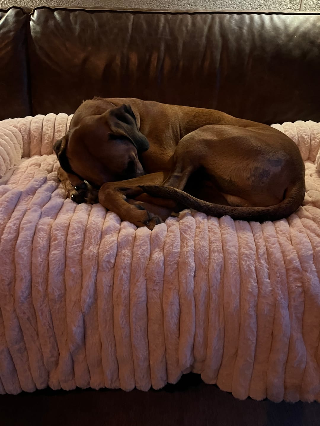 Customer photo review of Pet Perfect Luxe Hondendeken - Bankbeschermer