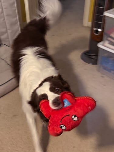 Customer photo review of Clean Earth Plush - 100% Sustainable