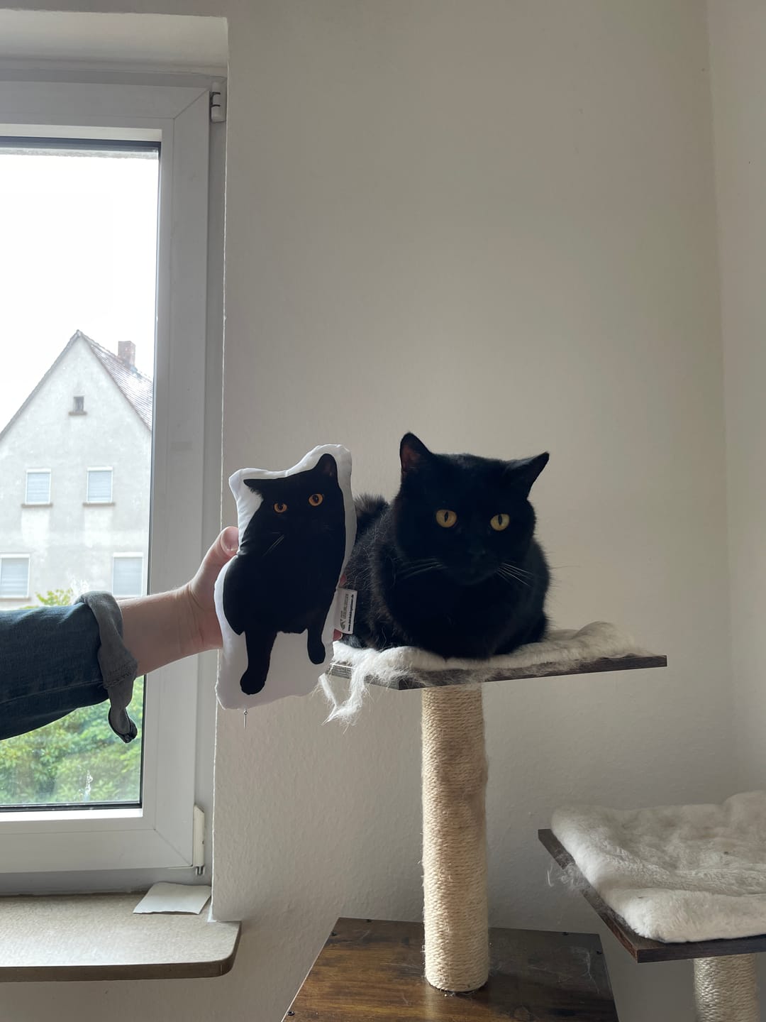 Customer photo review of Personalisiertes Katzenkissen