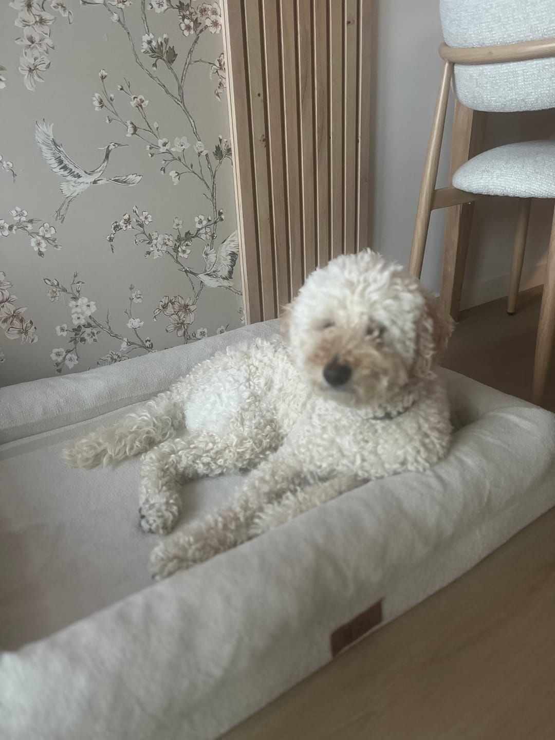 Customer photo review of Pet Perfect Orthopedische Hondenmand