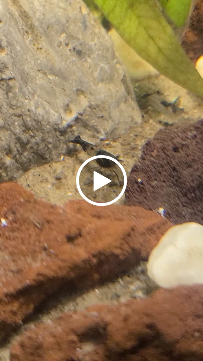 Customer video review of Carbon Rili Shrimp