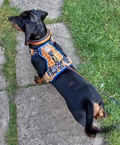 Customer photo review of Disney© Tough Trails™ Harness - Woody