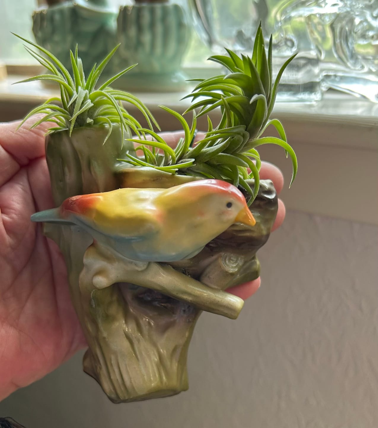 Customer photo review of Ionantha Peach